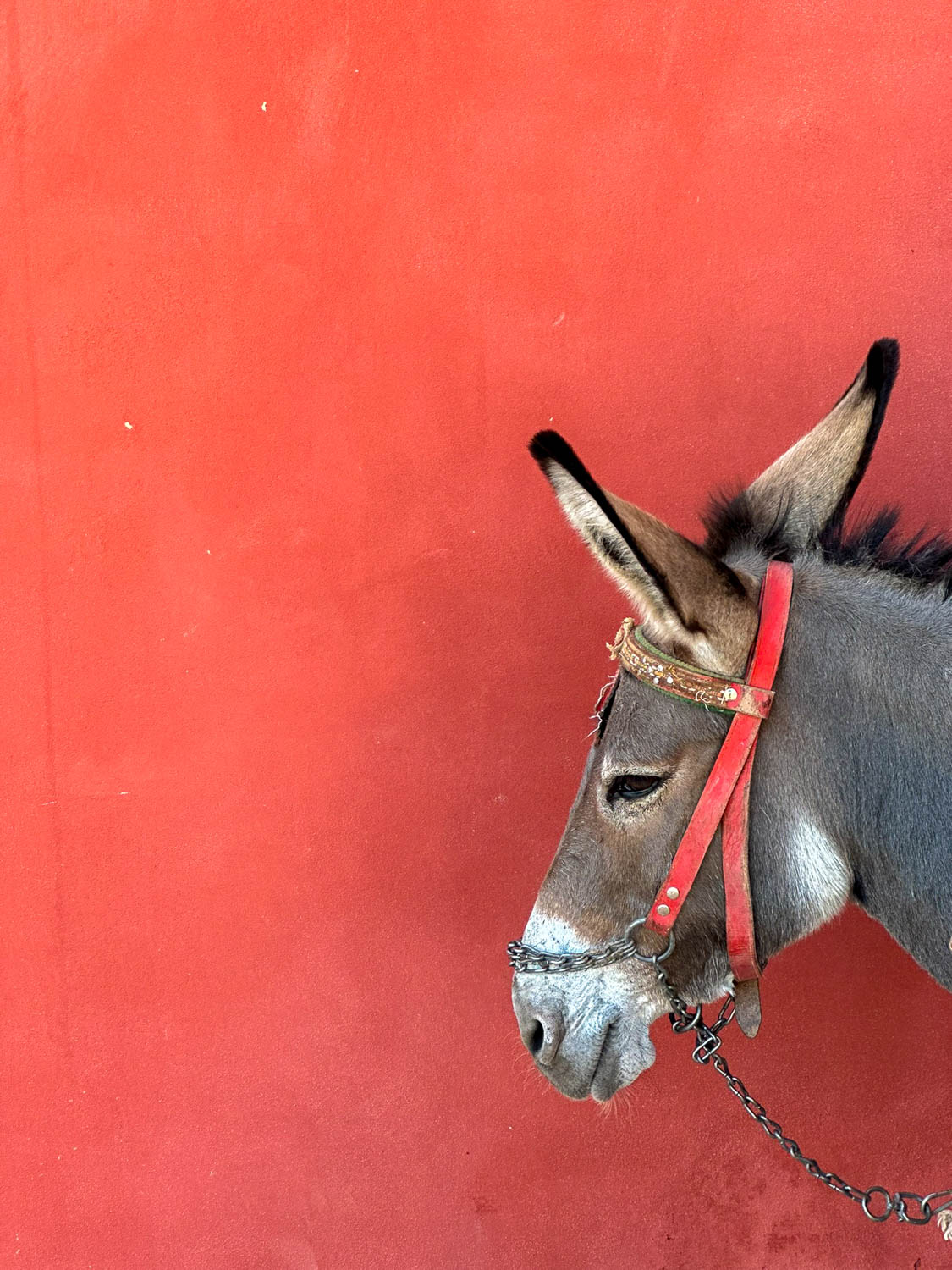 Get around this car-free island is by donkey!