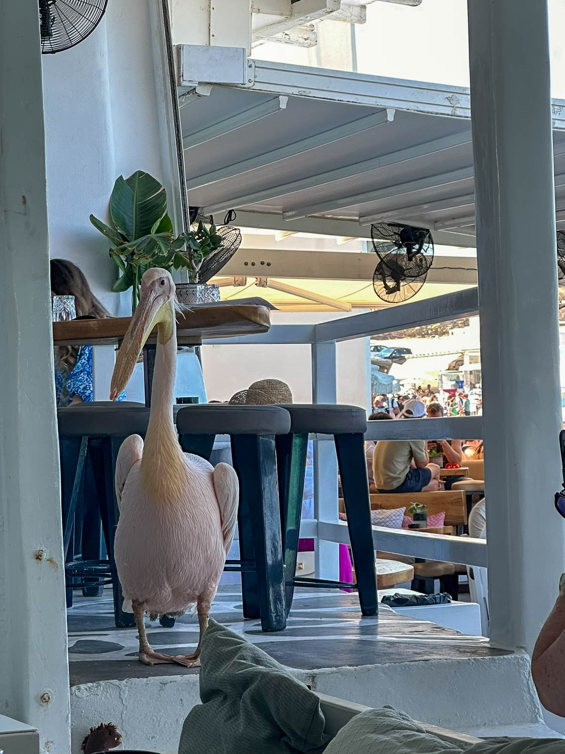 Peter the Pelican in Little Venice (Mykonos, Greece)