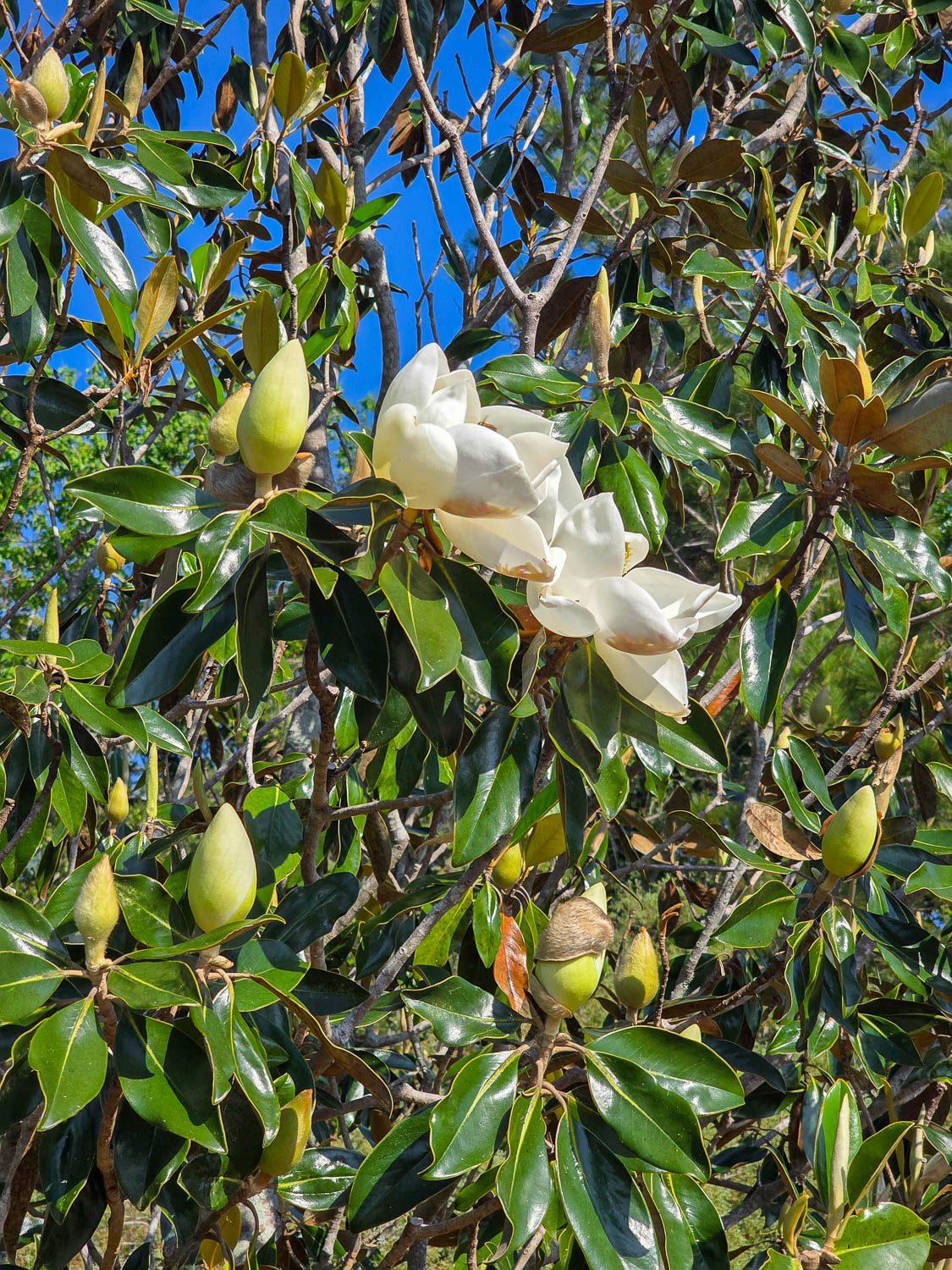 Southern magnolia tree blooming at Disney’s Saratoga Springs Resort