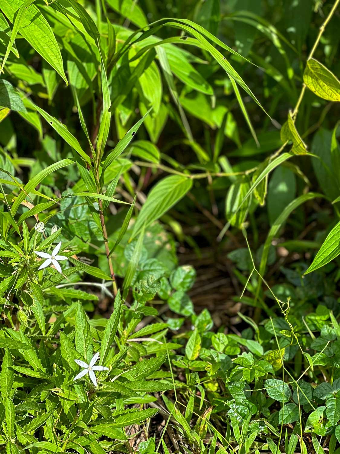 A hotspot of biodiversity (Puerto Rico)