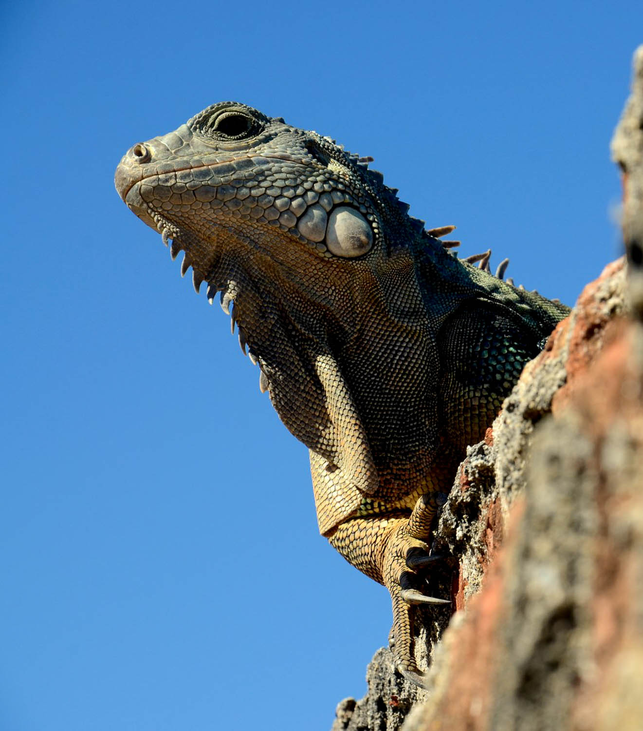 A visitor exploring the grounds at Castillo San Felipe del Morro (Old San Juan, Puerto Rico)
