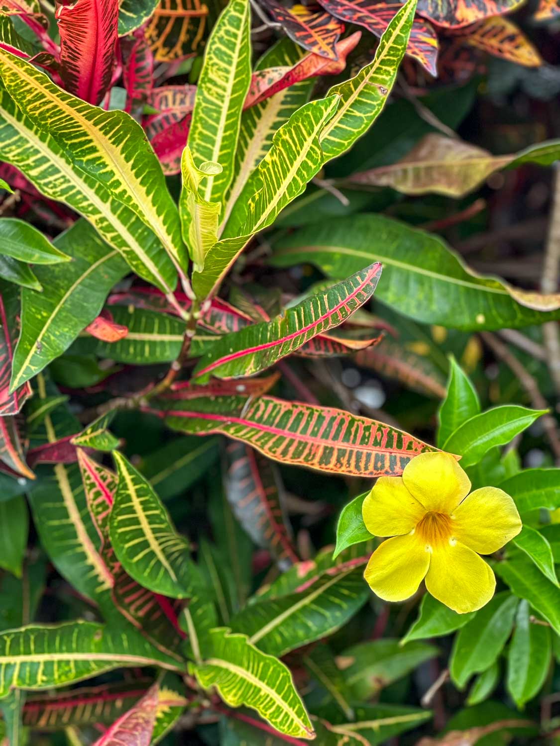 Lush rainforest vegetation showcasing the rich biodiversity of Morne Trois Pitons National Park in Dominica