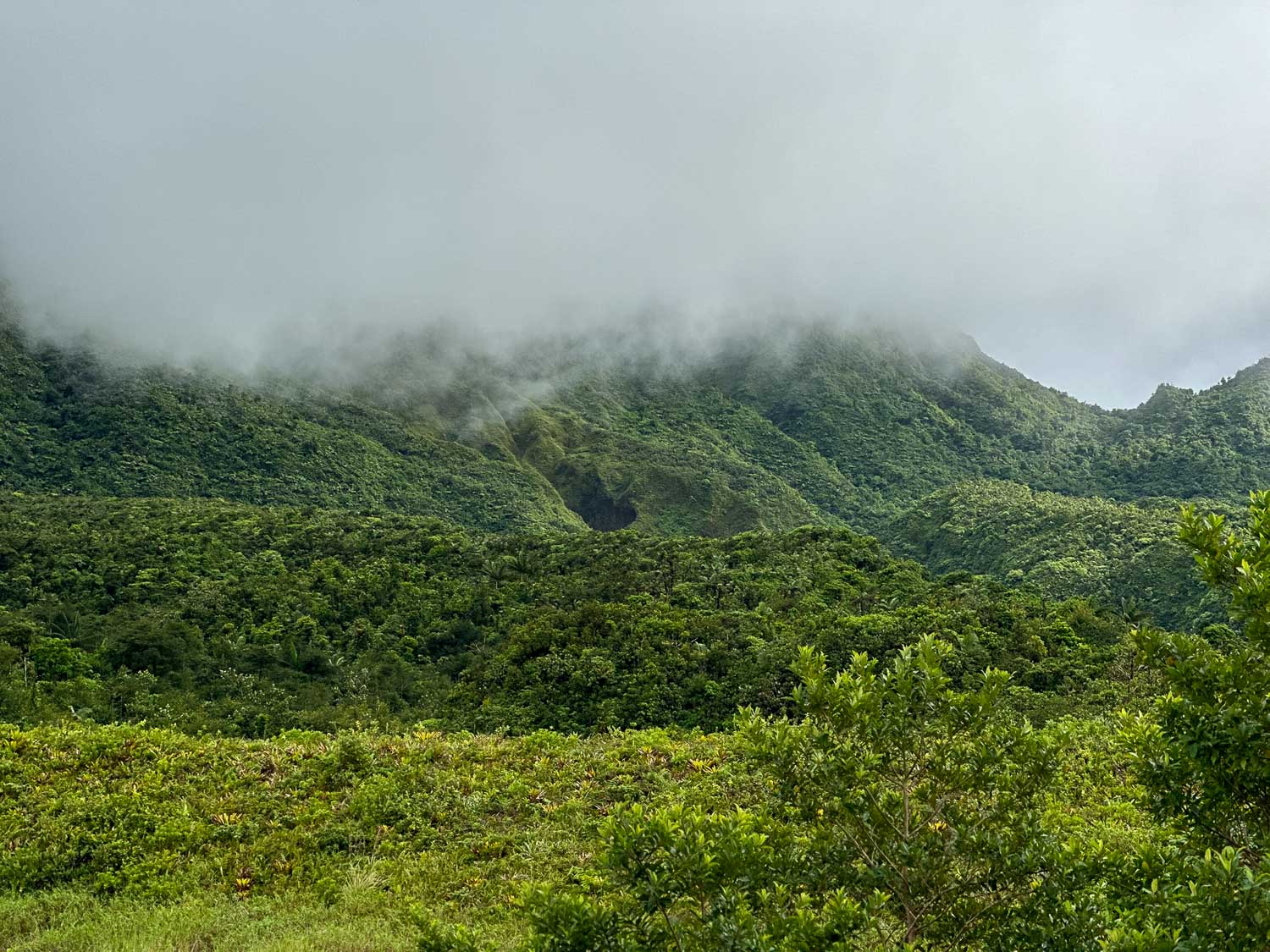 Rainforest trail leading to the Emerald Pool in Morne Trois Pitons National Park, Dominica
