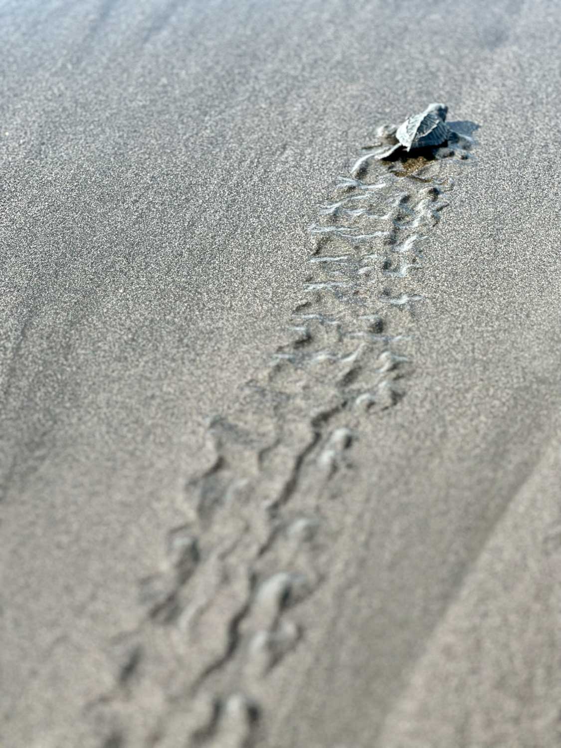 First journey to the ocean Playa San Blas, El Salvador