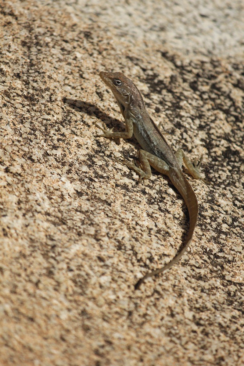 Friendly green anole lizard in El Yunque National Forest (Puerto Rico)