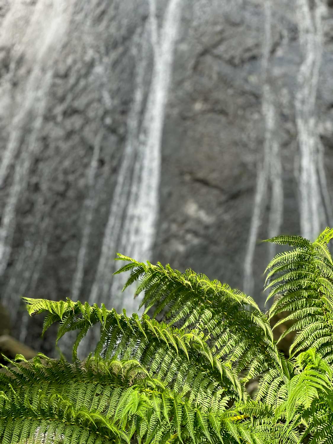 La Coca Falls cascading beside the road in El Yunque National Forest (Puerto Rico)