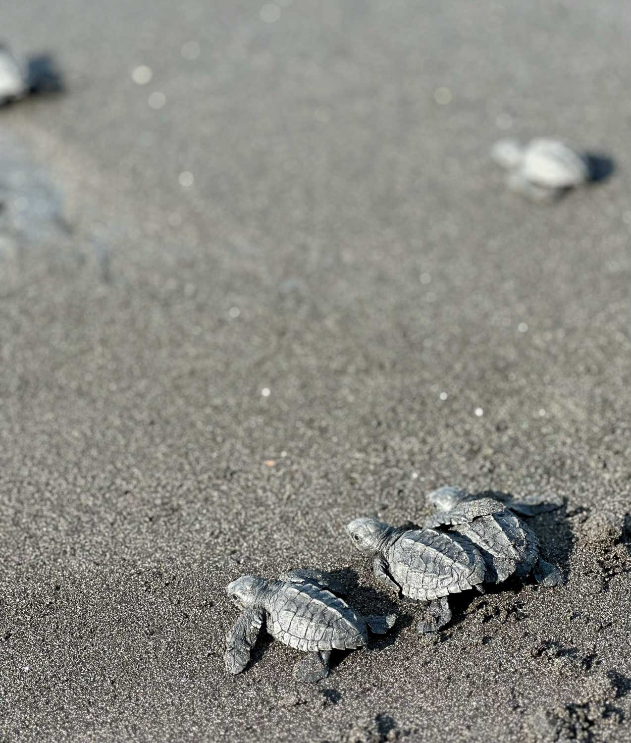 lets do this boys playa san blas el salvador