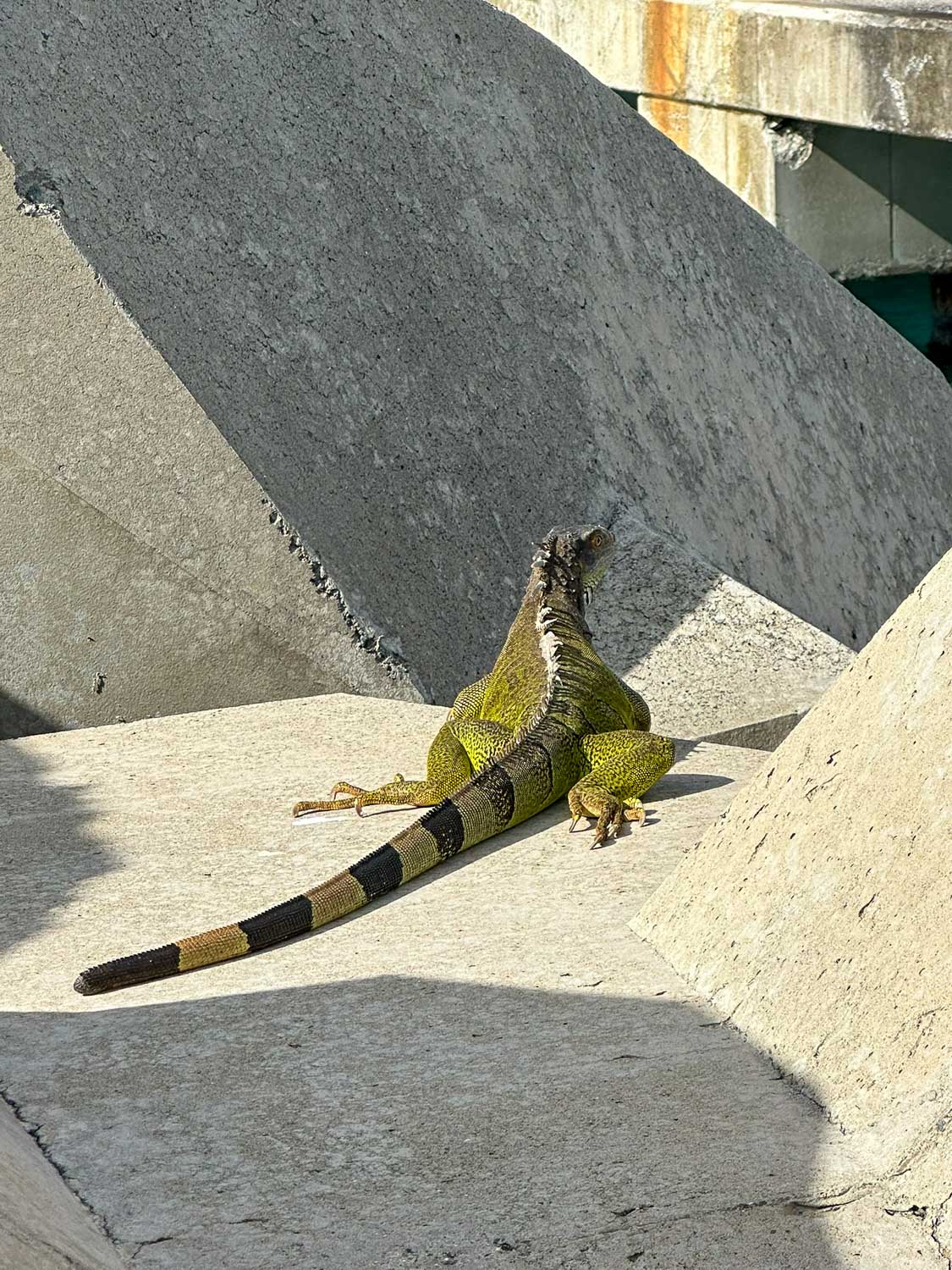 Local wildlife Philipsburg Cruise Port, St. Maarten
