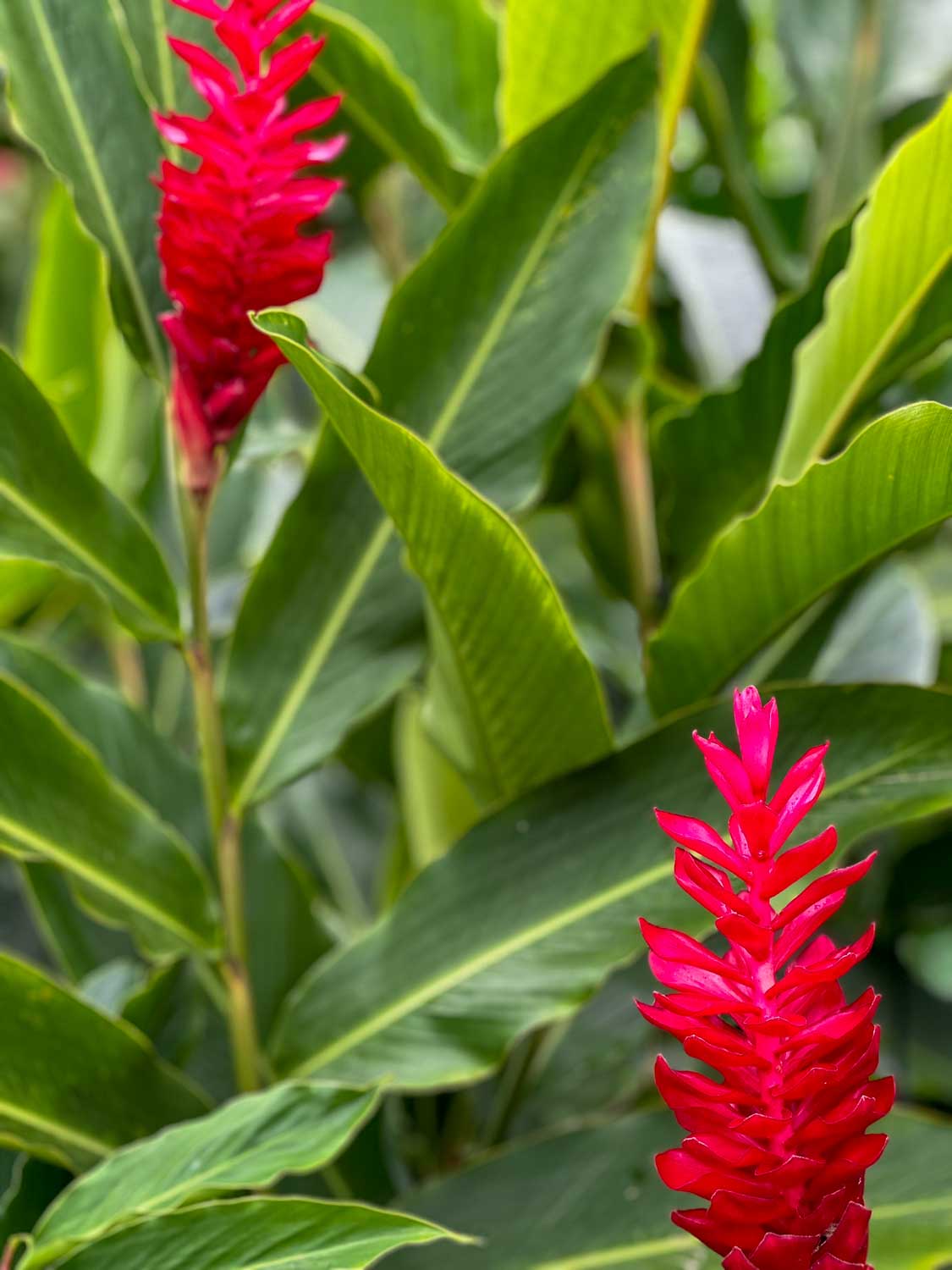 Tropical rainforest vegetation surrounding Titou Gorge in Dominica