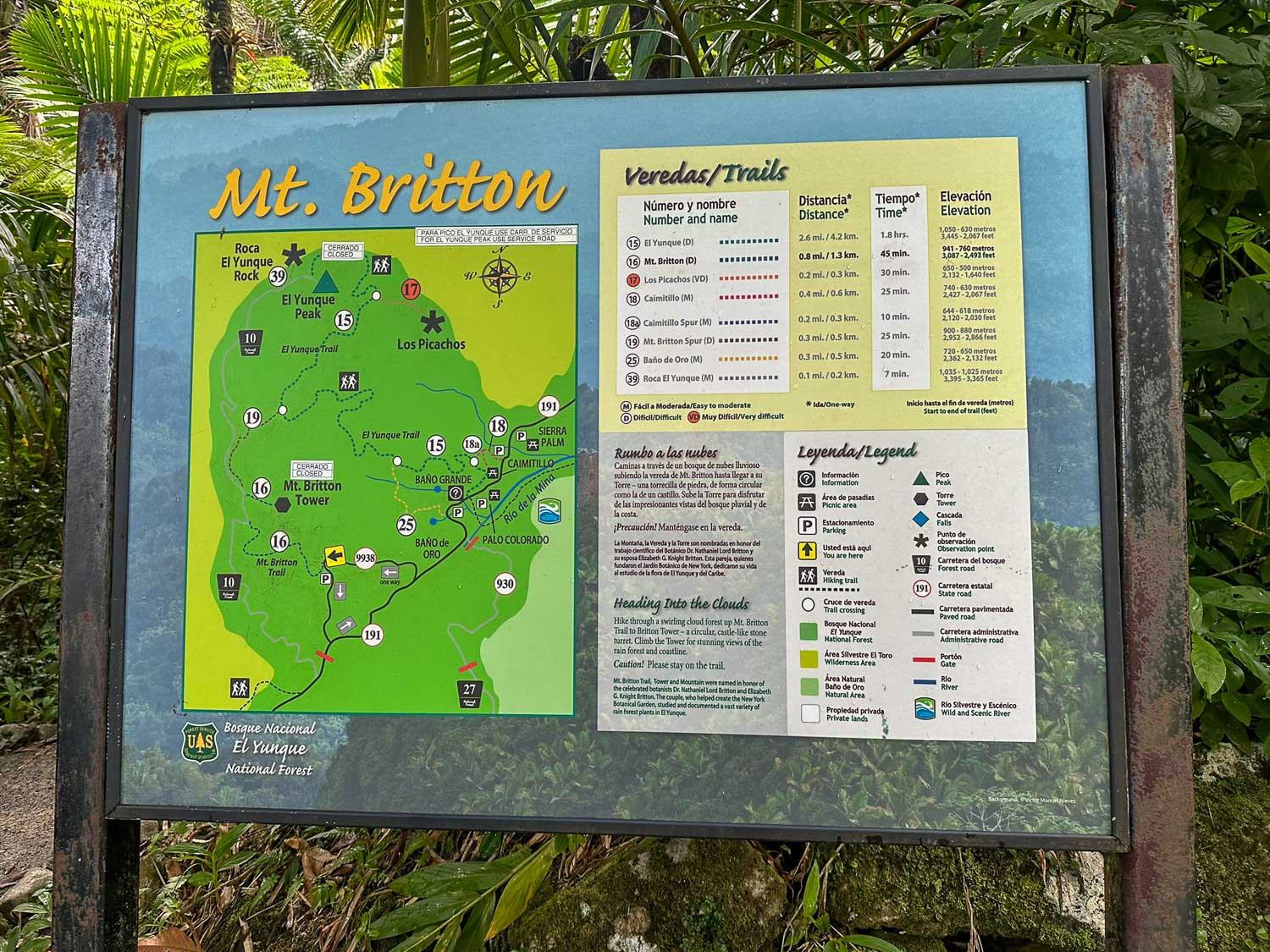 Hiking trail leading toward Mount Britton in El Yunque National Forest (Puerto Rico)