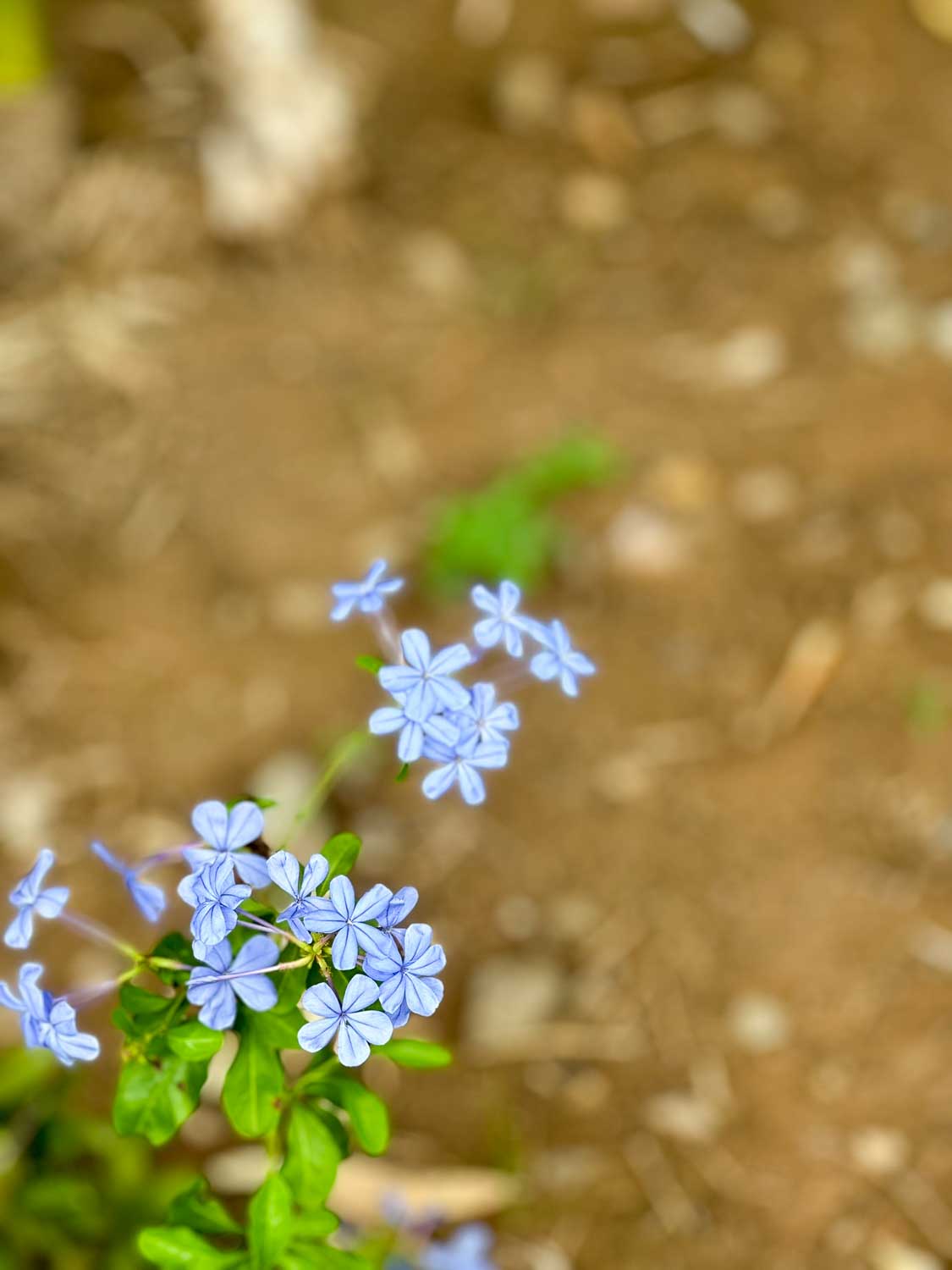 Roseau, Dominica: Your Guide to This Vibrant Capital City 15 Lush tropical plants and trees inside the Dominica Botanical Gardens in Roseau