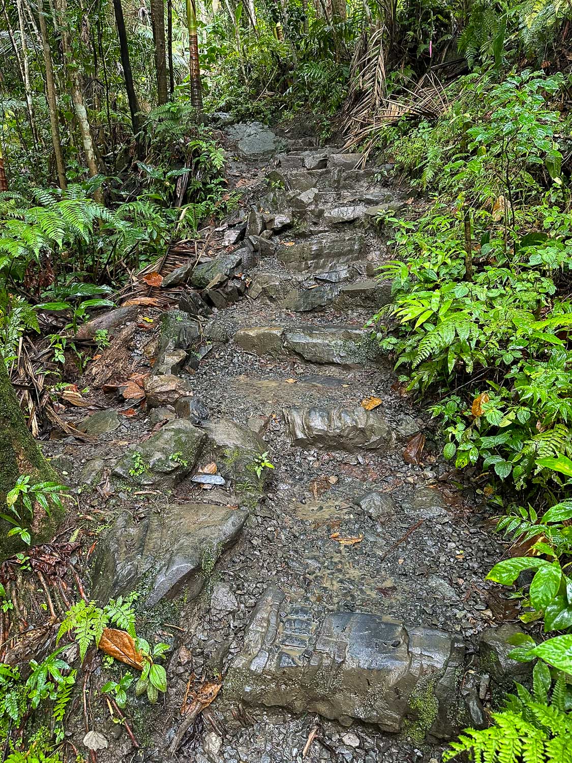 Slippery hiking trail leading to Juan Diego Upper Falls in El Yunque National Forest (Puerto Rico)