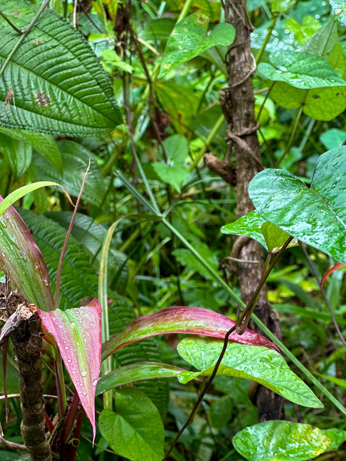 Sunshine after the rain Dominica