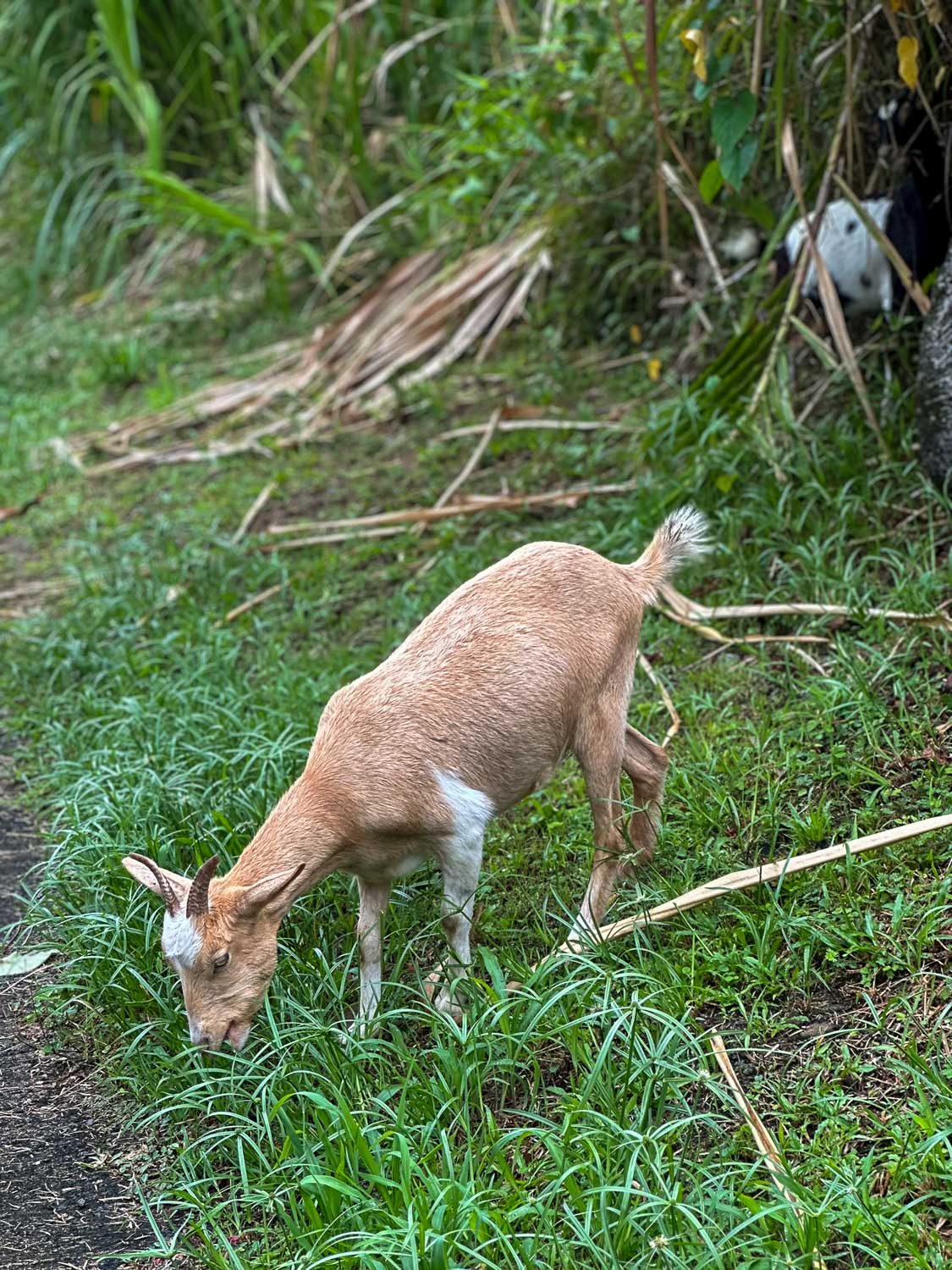The Kalinago people live a life tied closely to the land
