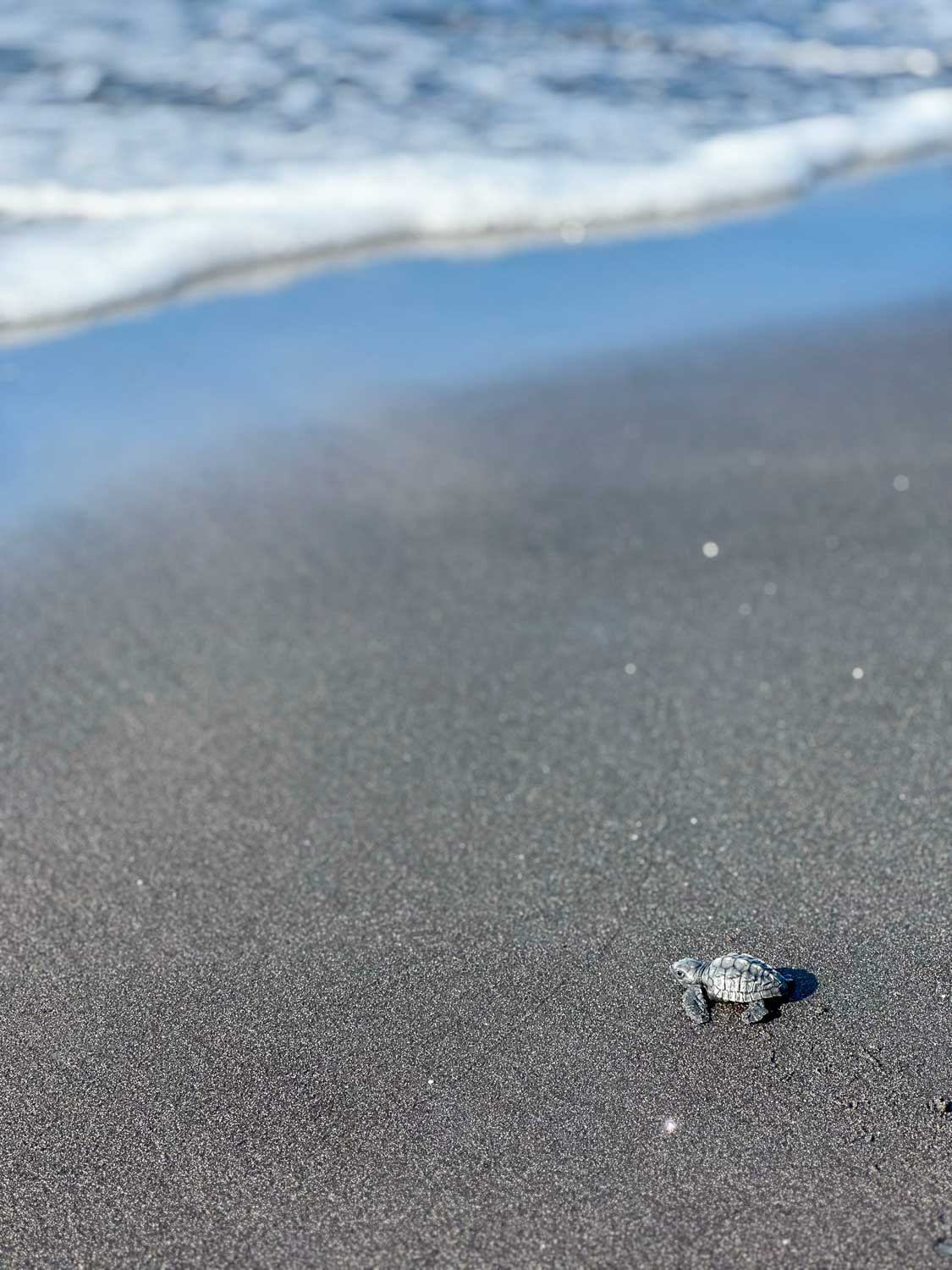 Turtle hatchling El Salvador