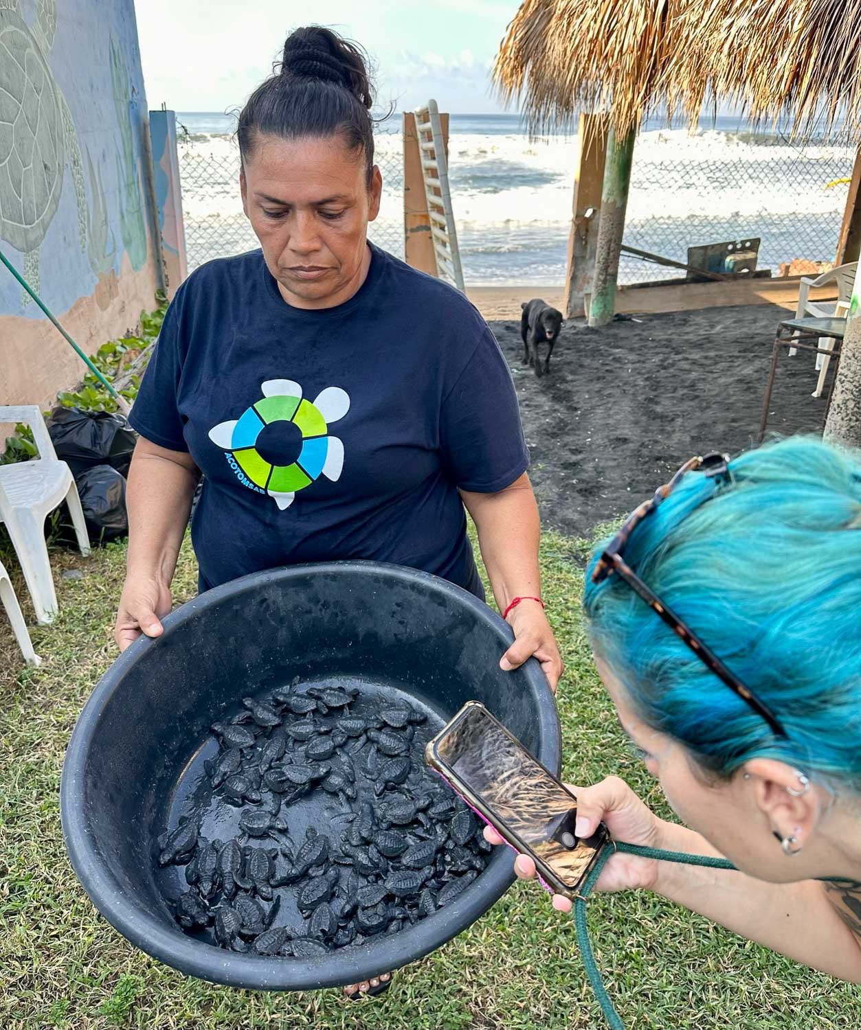 Two-hour old hatchlings Playa San Blas, El Salvador