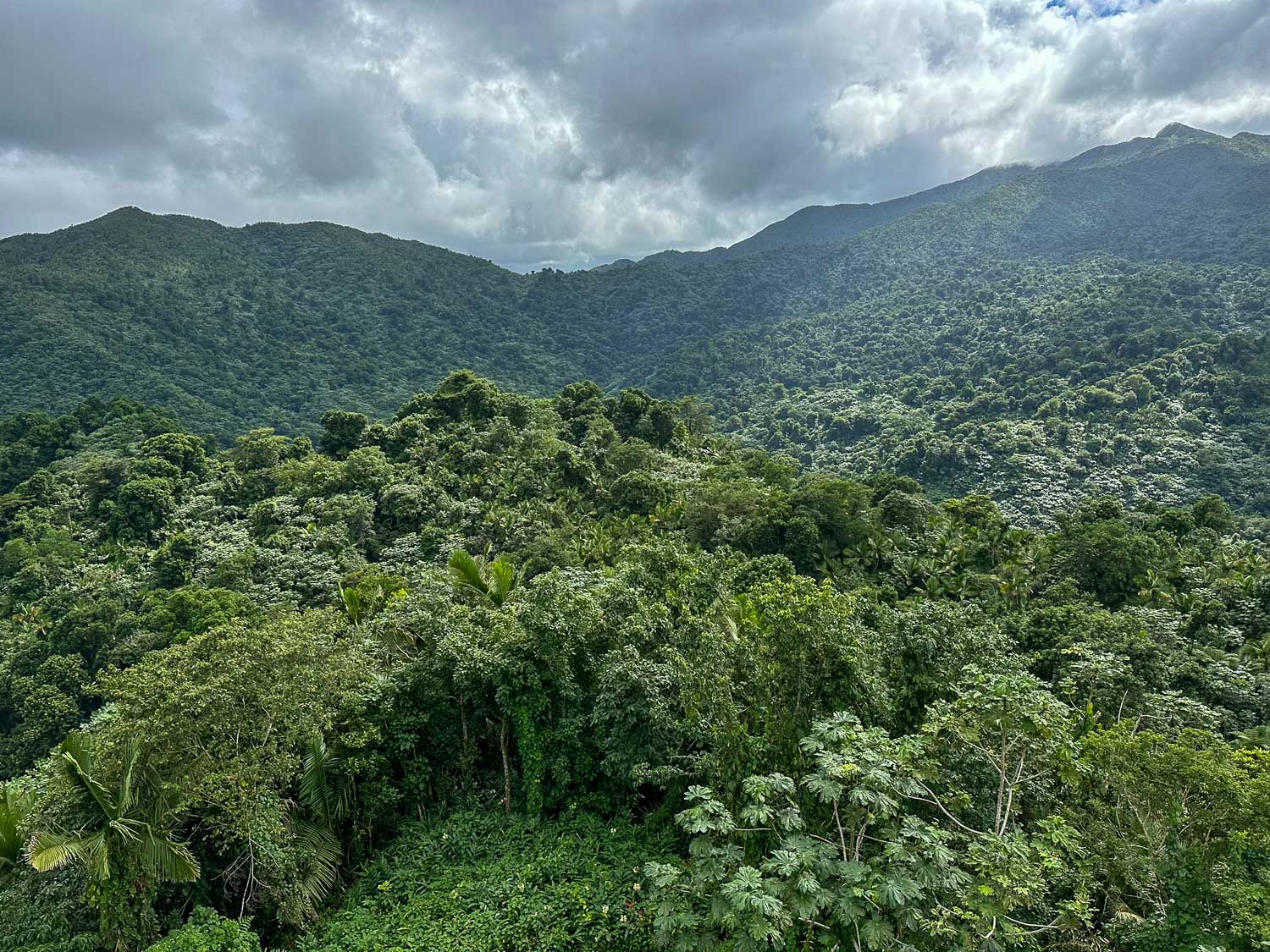 View over the cloud forest from Yokahú Tower in El Yunque National Forest (Puerto Rico)