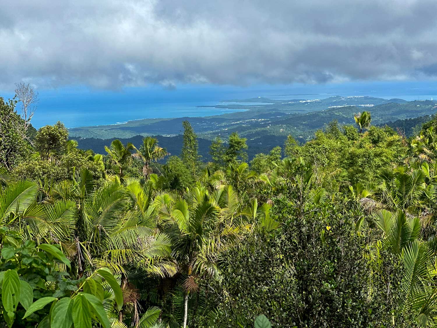 View across Sierra Palm forest in El Yunque National Forest (Puerto Rico)