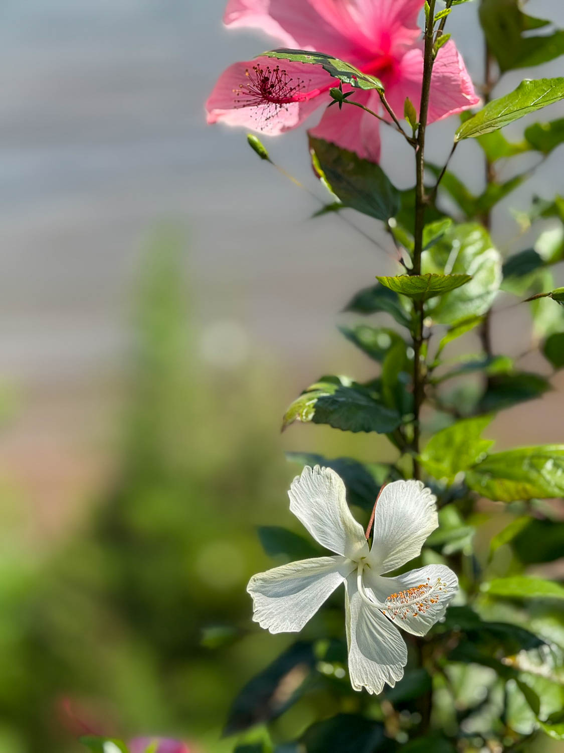 Lake Kivu, Rwanda: Top Things To Do and Travel Guide 3 lake kivu plant species