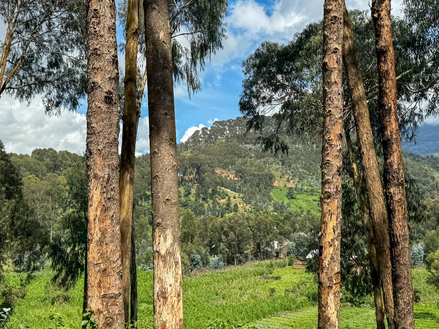 Lake Kivu, Rwanda: Top Things To Do and Travel Guide 26 Lake Kivu's towering eucalyptus trees