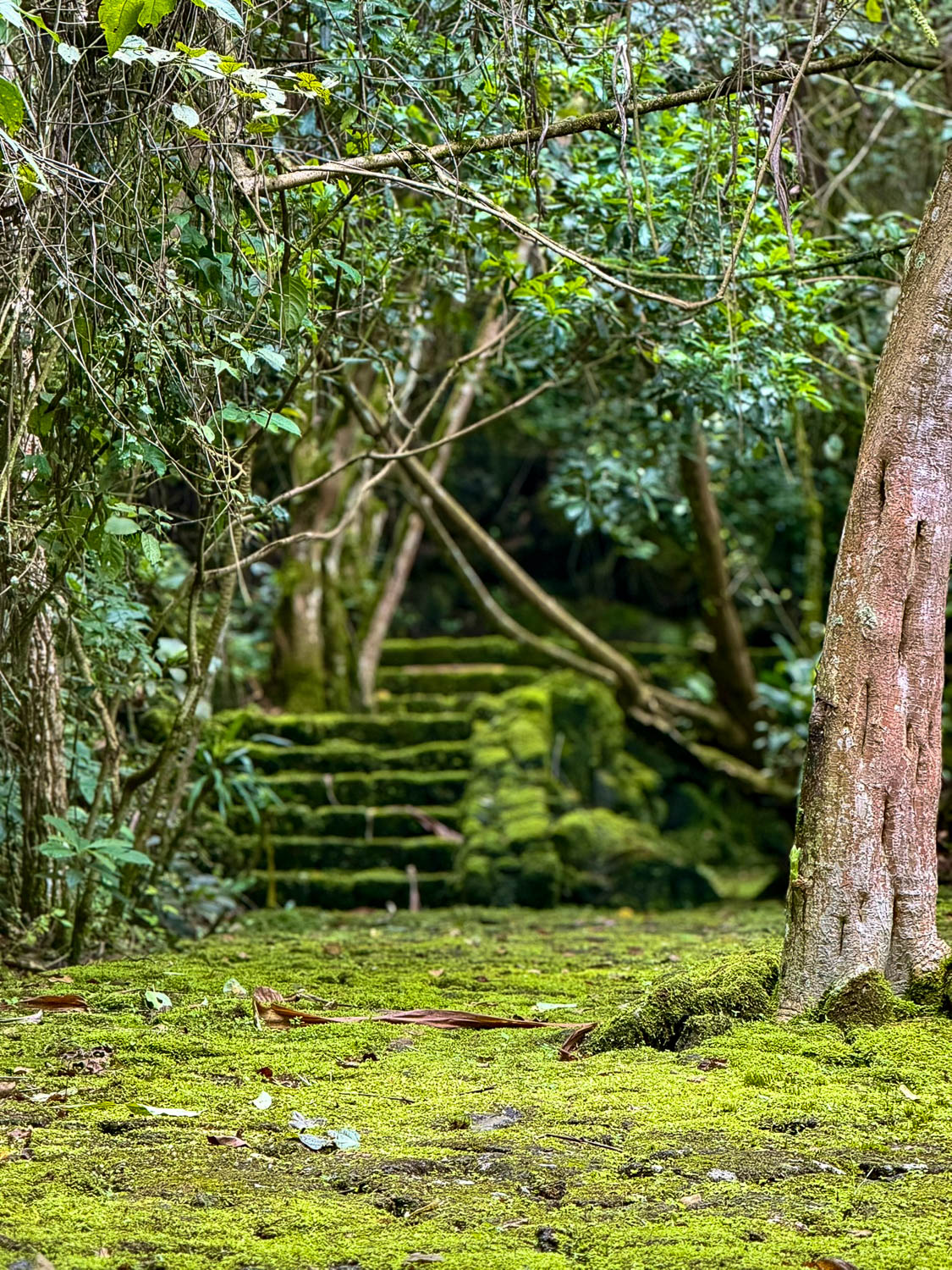 Musanze, Rwanda: Explore the Best Things To Do 3 Buhanga Eco-Park, Rwanda