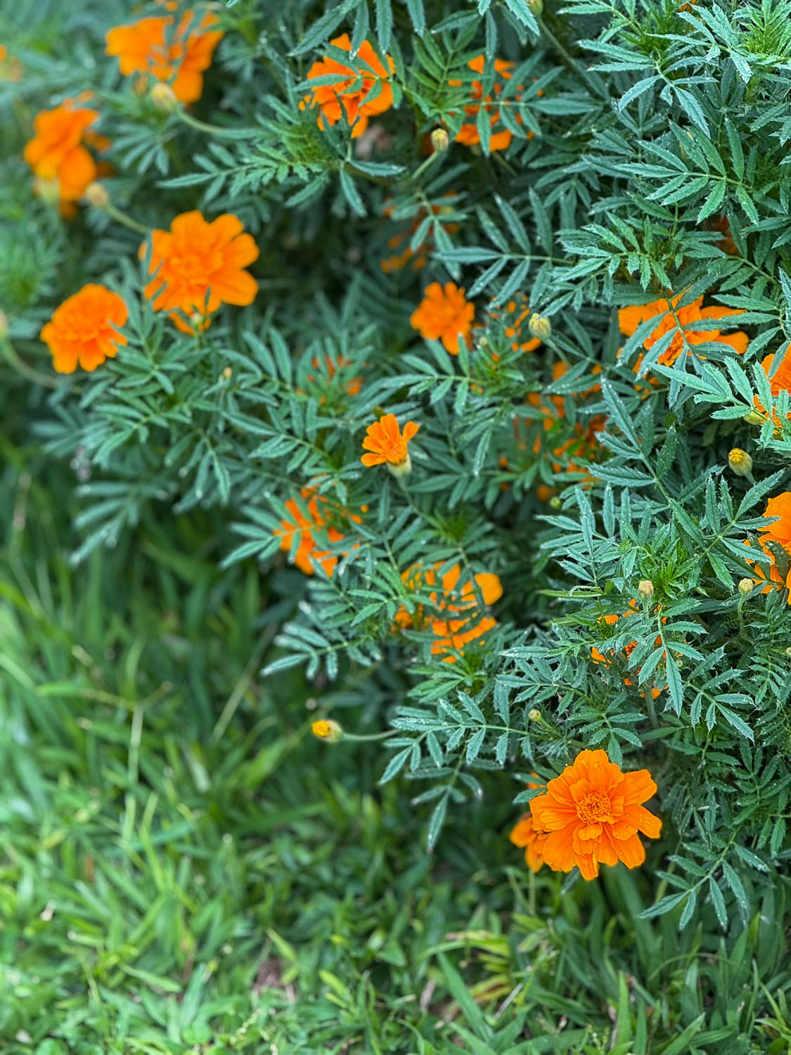 Musanze, Rwanda: Explore the Best Things To Do 21 Colorful wildlife abounds in northern Rwanda