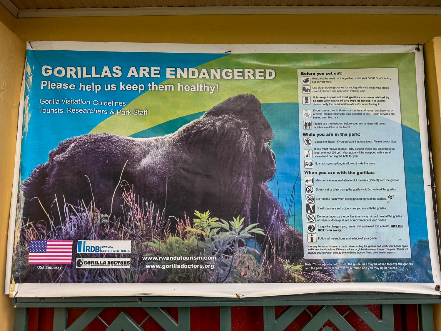 Musanze, Rwanda: Explore the Best Things To Do 13 Gorilla trekking is a popular activity near Musanze