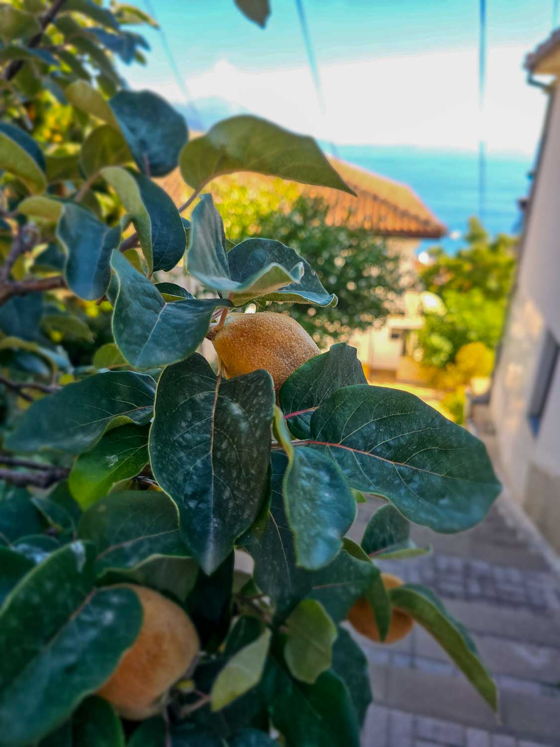 Nature and Adventure Lake Ohrid Ohrid, North Macedonia