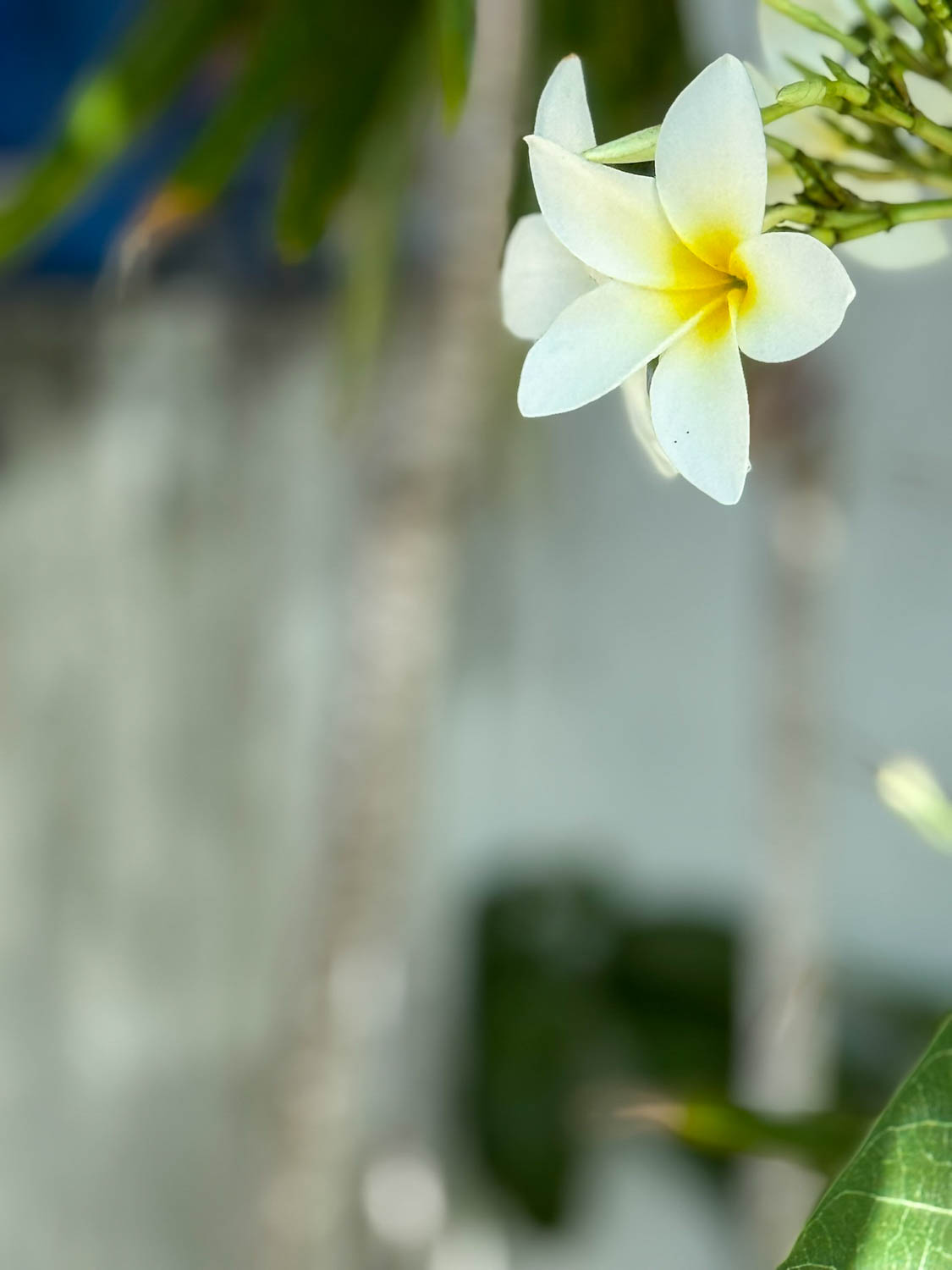 Buzios, Brazil Travel Guide: Best Things To See and Do 21 Frangipani flowers growing in tropical gardens in Buzios, Brazil