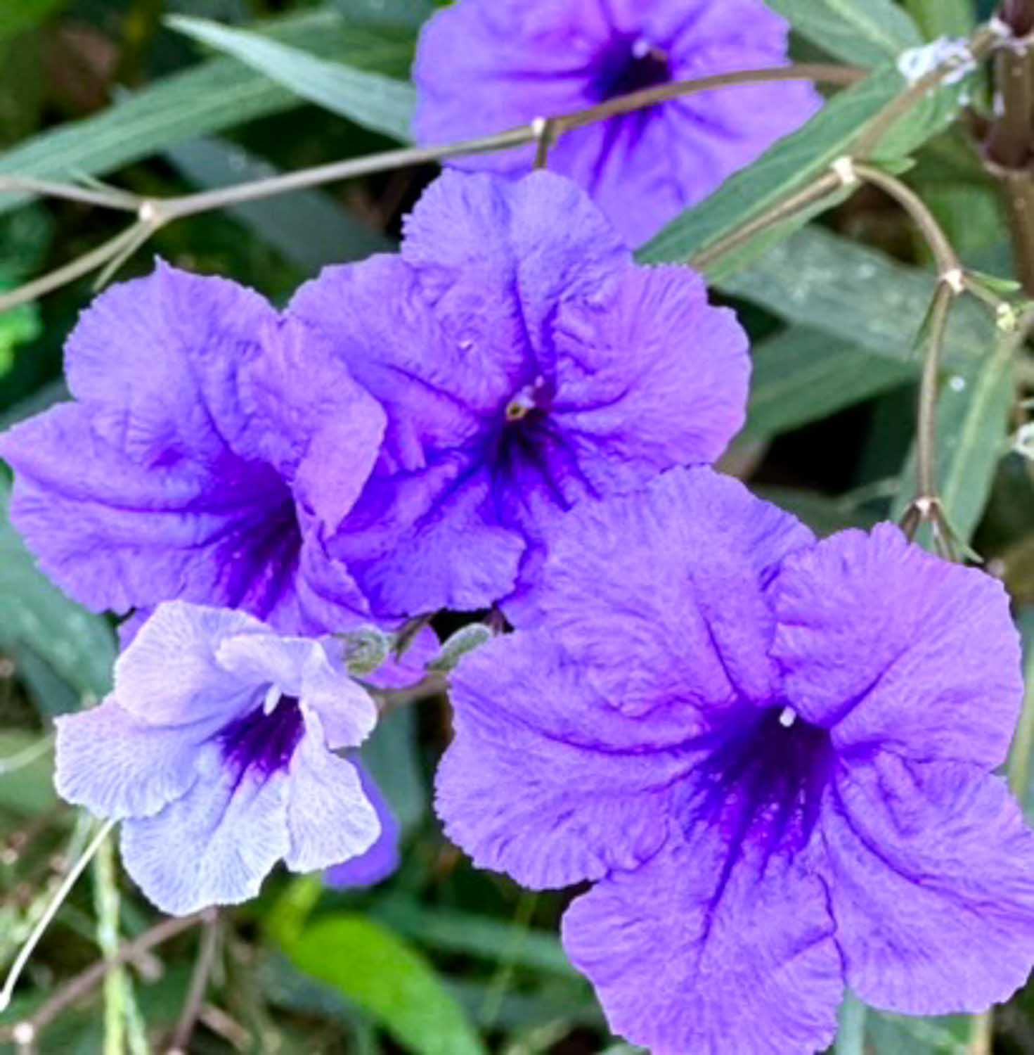 Scenic road and colonial towns along the Ruta de las Flores in western El Salvador