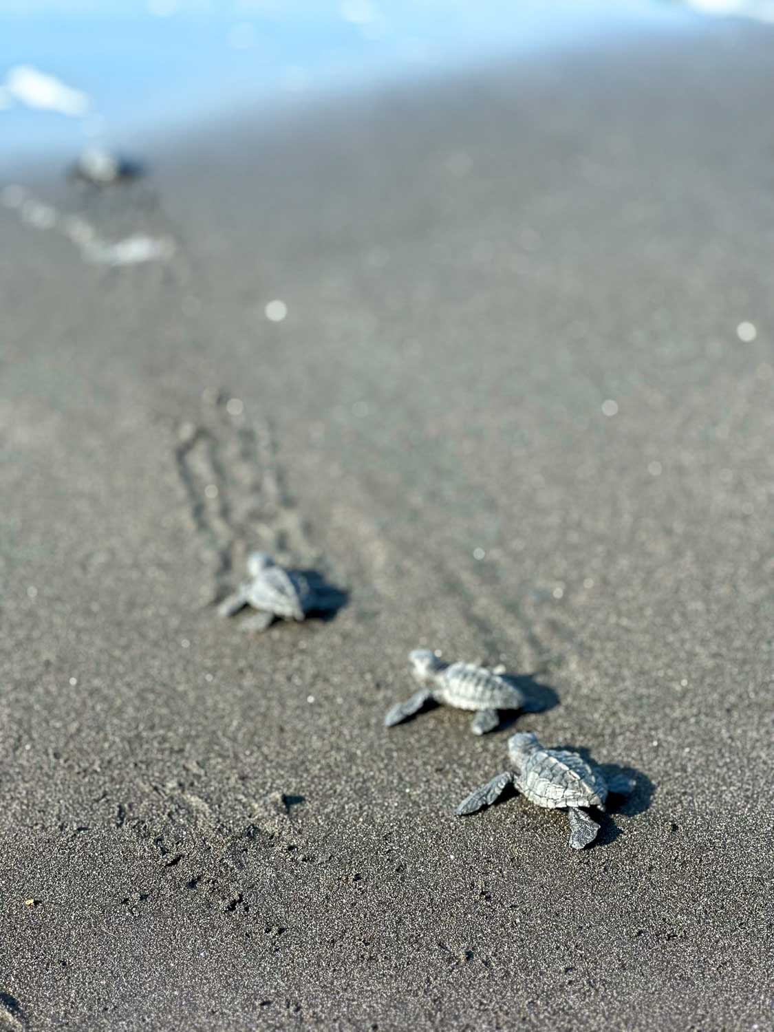 Newly hatched sea turtles being released on San Blas beach in El Salvador