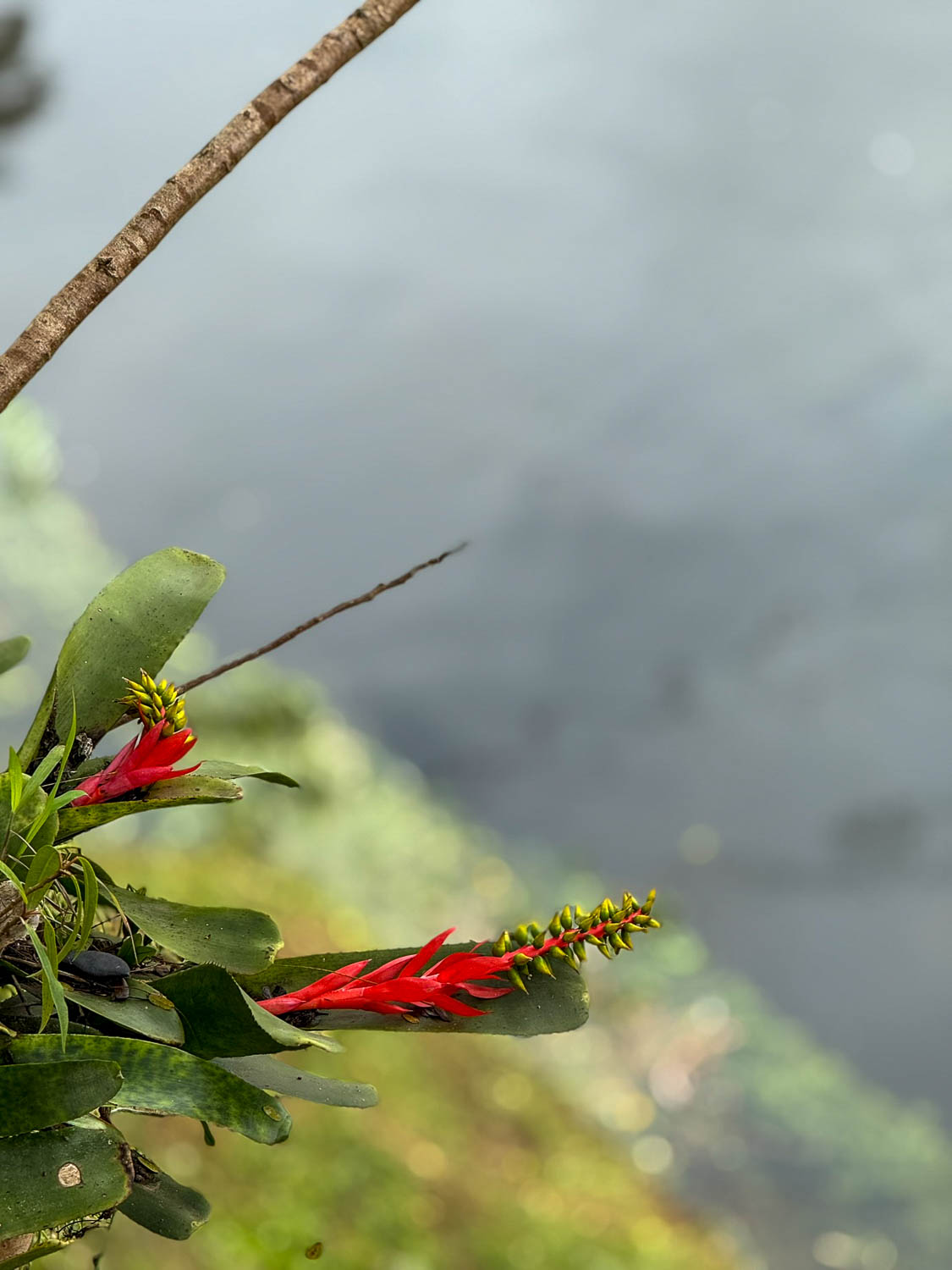 Aechmea nudicaulis bromeliad plant native to Brazil growing in the Atlantic Forest along the Serra Verde Express route