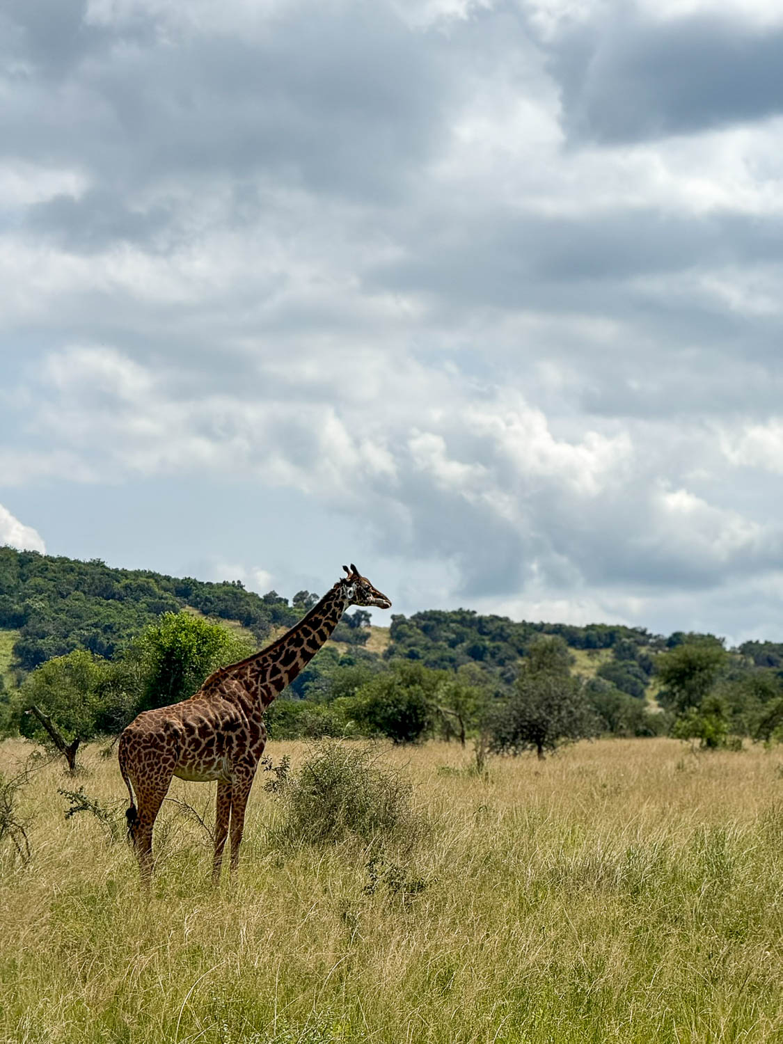 Adult female Masai giraffe in Akagera National Park, Rwanda