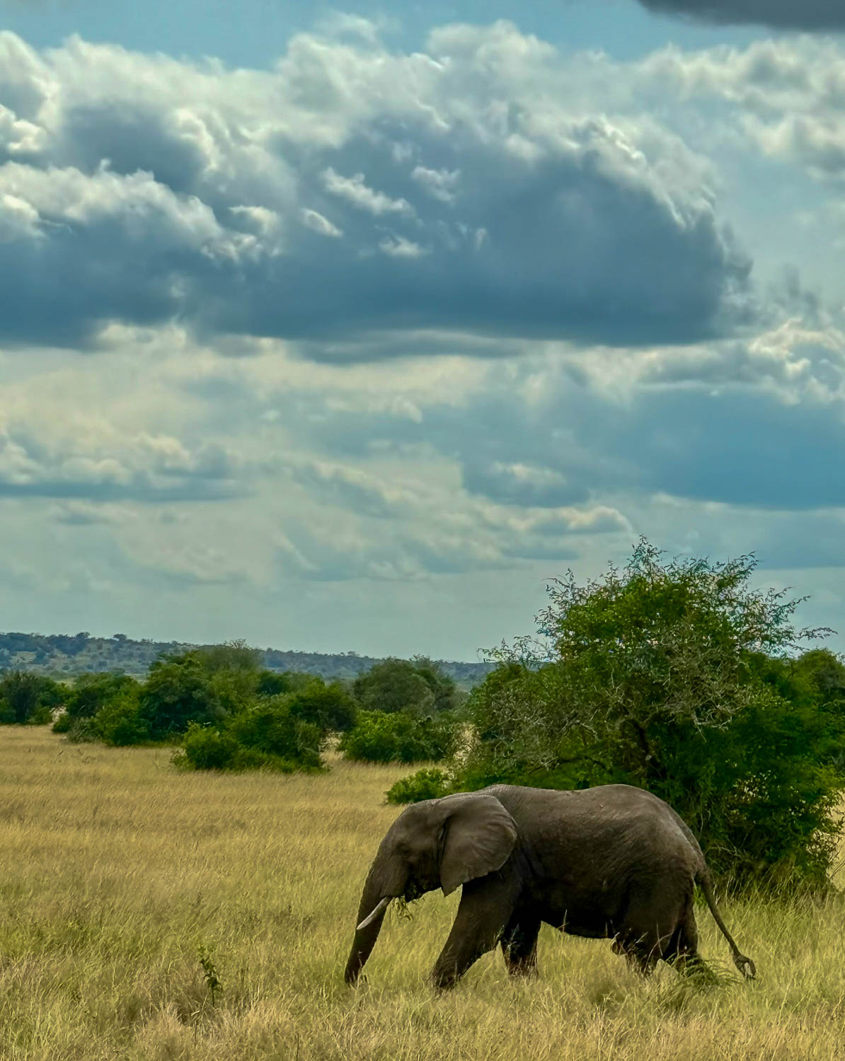 Male elephant protecting his herd in Akagera National Park during a wildlife safari in Rwanda