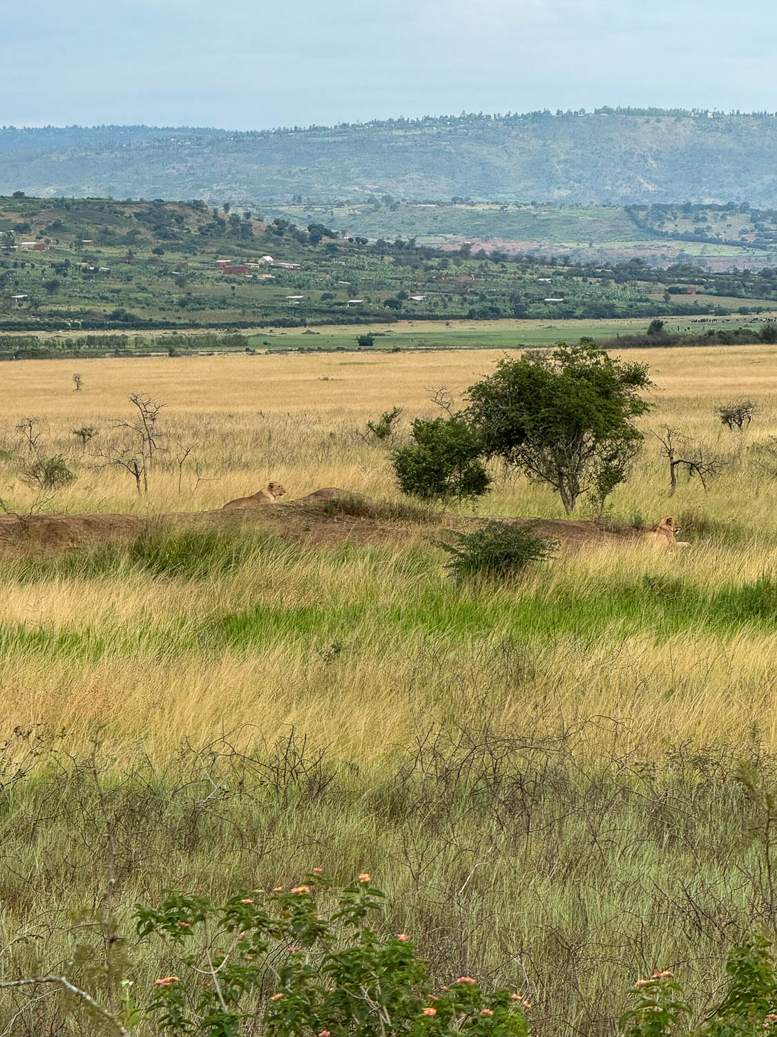 Female lions resting near Gasumbashyama Road in Akagera National Park, Rwanda