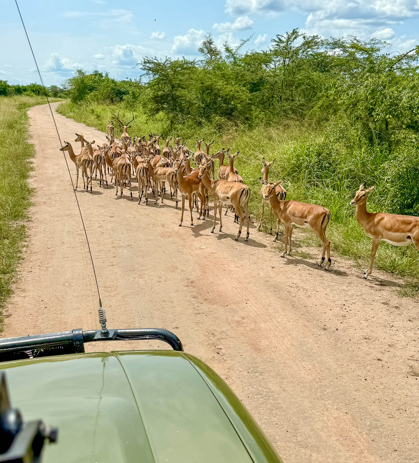 Impala blocking the road near Lake Rwanyakazinga in Akagera National Park, Rwanda