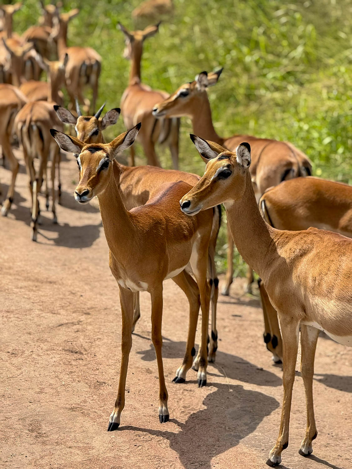 Impala in Akagera National Park during a wildlife safari in Rwanda