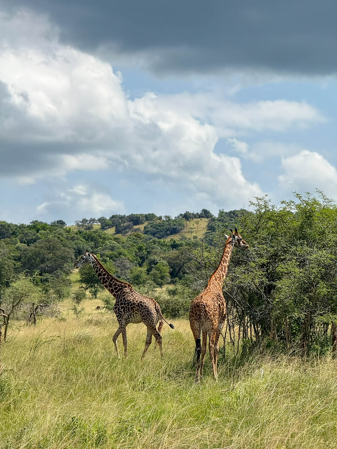 Masai giraffe mother and calf in the northern region of Akagera National Park, Rwanda
