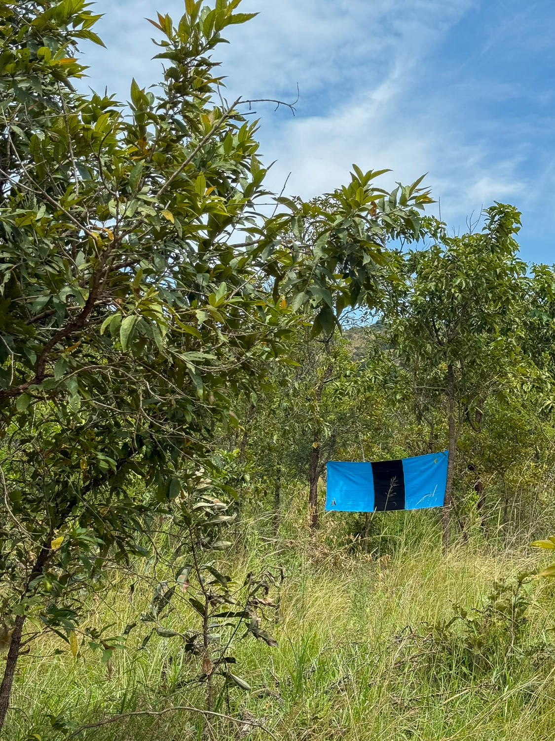 Tsetse fly traps used for insect control in Akagera National Park, Rwanda