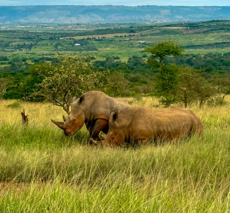 White rhinos spotted just past the Akagera National Park headquarters