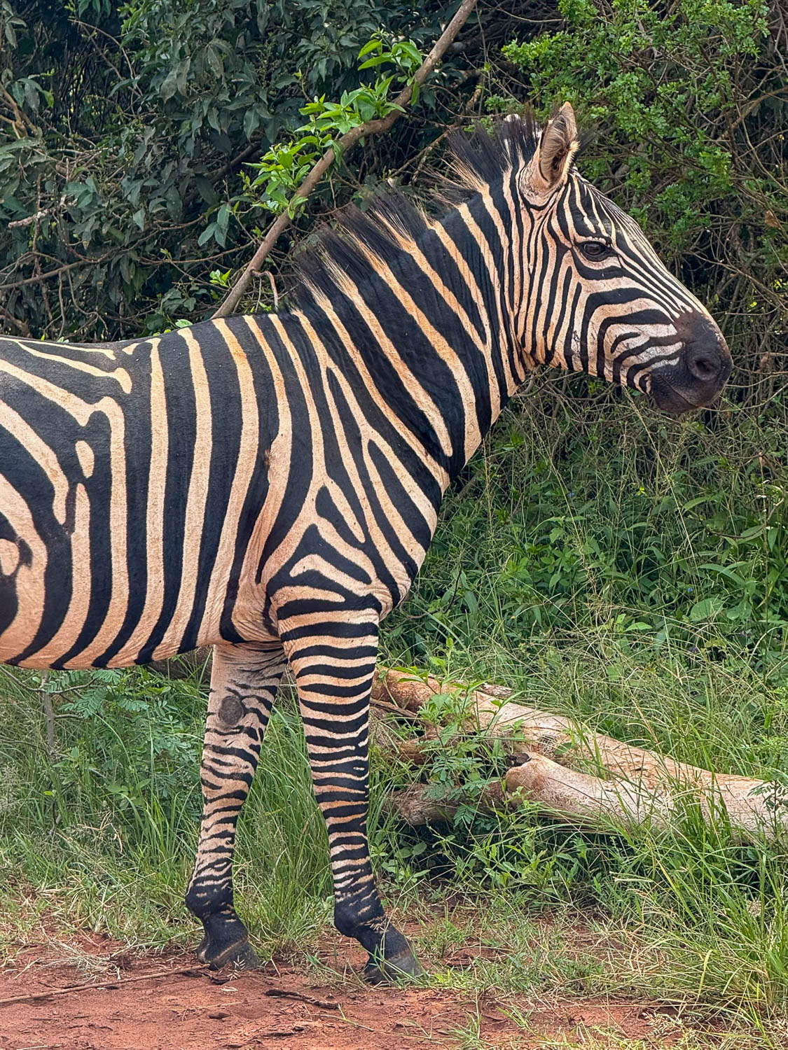Close-up of a zebra in Akagera National Park, Rwanda