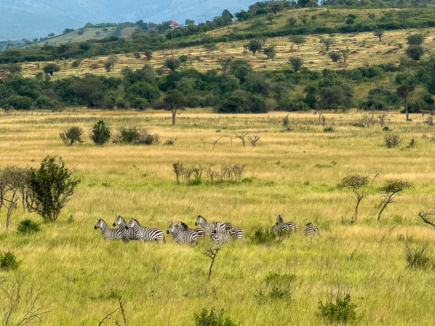 Zebra near Gasumbashyama Road in Akagera National Park, Rwanda