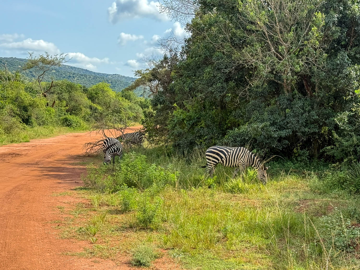Zebras grazing along a safari road in Akagera National Park, Rwanda