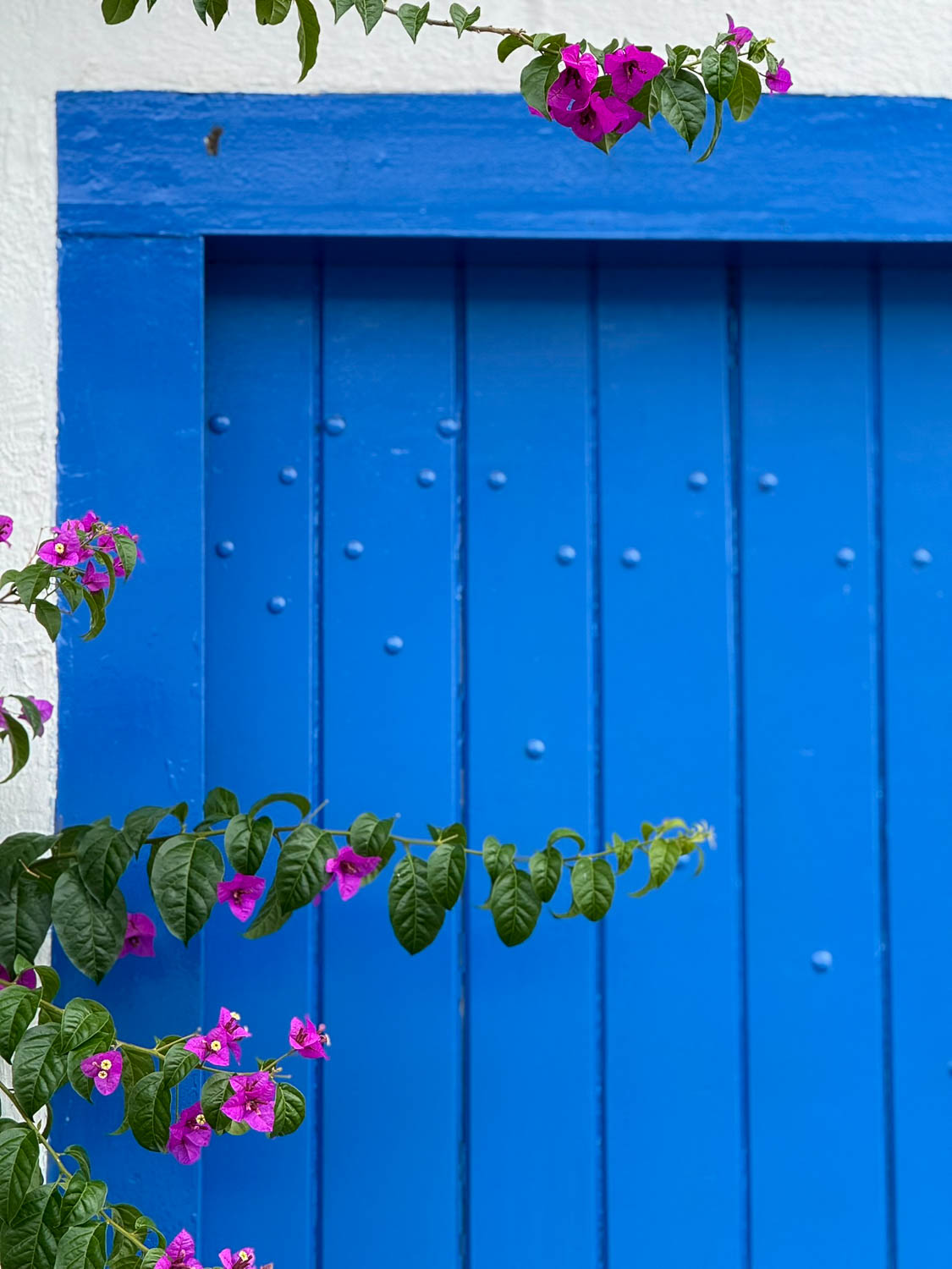 Colorful colonial doorways with bougainvillea flowers in Paraty historic center, Brazil