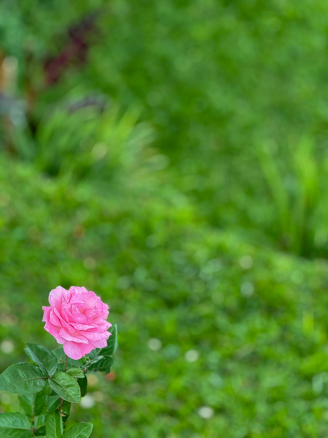 Plant biodiversity around Lake Kivu with lush vegetation and natural habitat