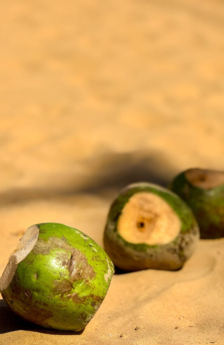 Coconuts lining the beaches of Maceio Brazil along the Alagoas coastline