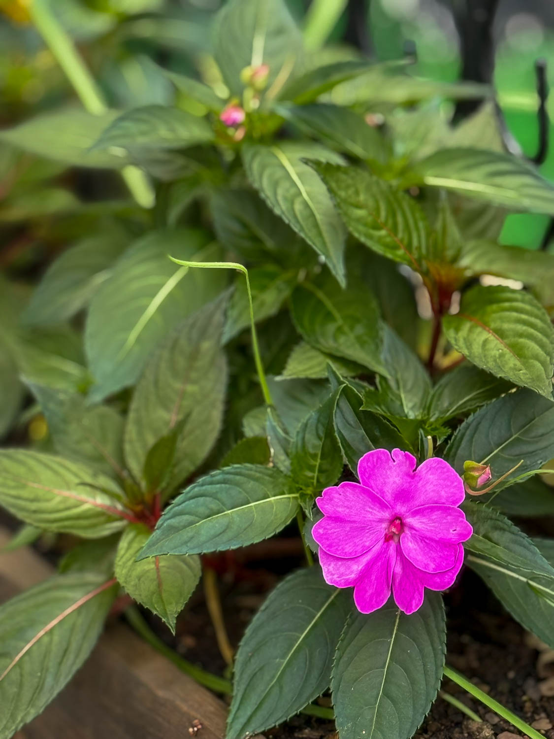 Small garden and colonial buildings along Rua das Flores in the historic center of Morretes, Paraná.