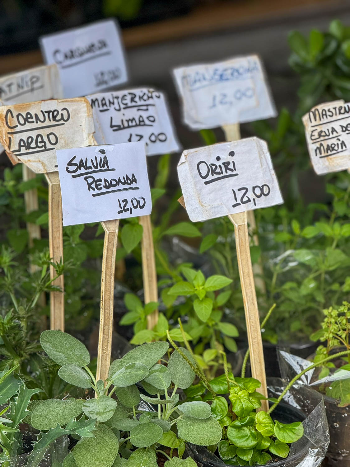 Tacacá traditional Amazonian soup made with tucupi jambu and shrimp in northern Brazil