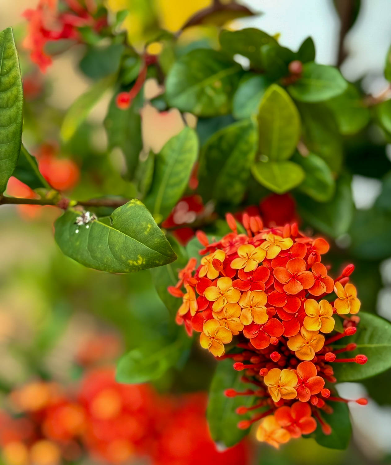 Colorful tropical flowers blooming in the historic town of Paraty, Brazil