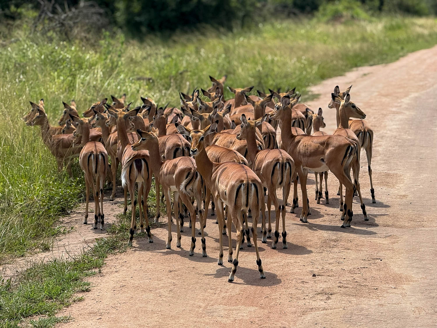 Herd of impala in Akagera National Park Rwanda on African safari